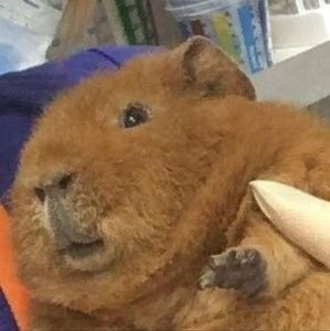 Meet your Posher, Faith